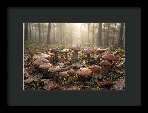 Autumn Mushroom Ring In Dewy Forest