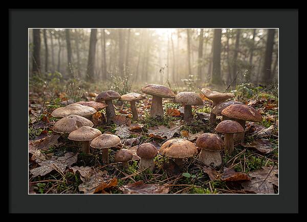 Autumn Mushroom Ring In Dewy Forest