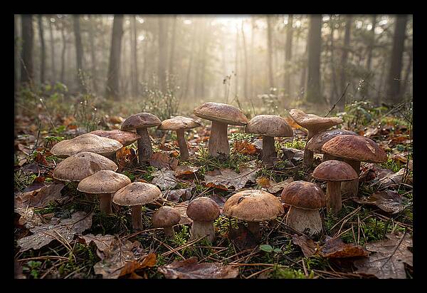 Autumn Mushroom Ring In Dewy Forest