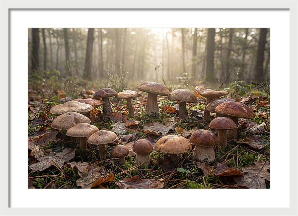 Autumn Mushroom Ring In Dewy Forest