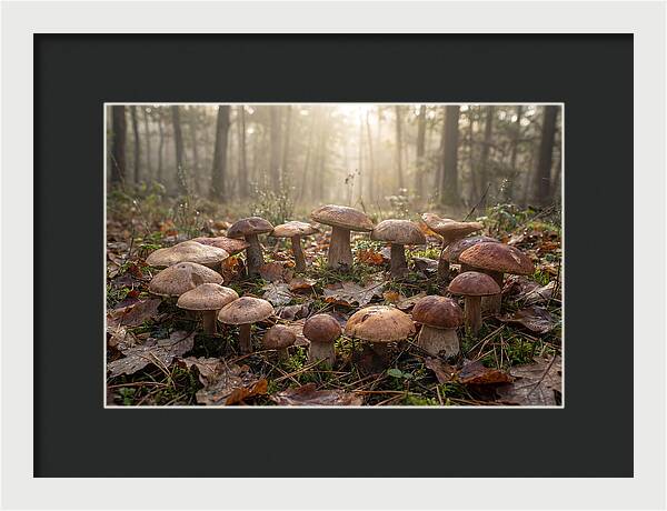Autumn Mushroom Ring In Dewy Forest