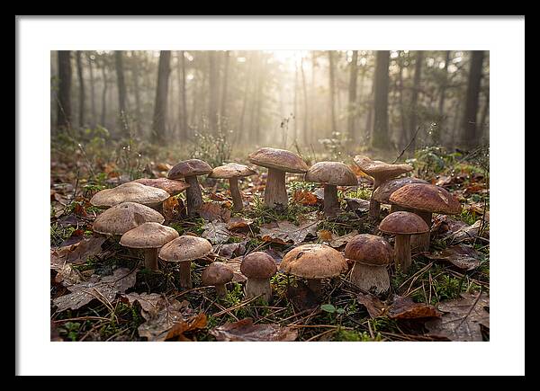 Autumn Mushroom Ring In Dewy Forest