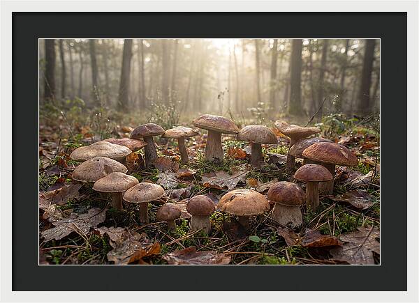 Autumn Mushroom Ring In Dewy Forest
