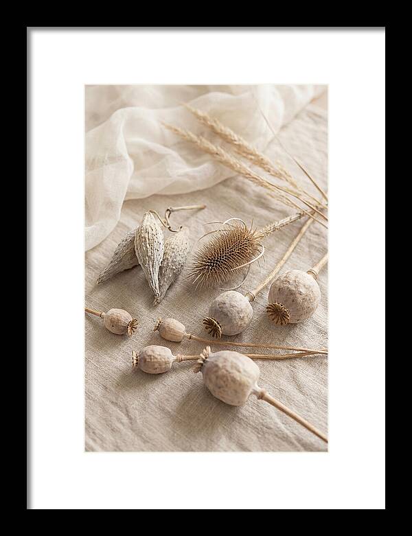 Autumn Seed Pod Collection