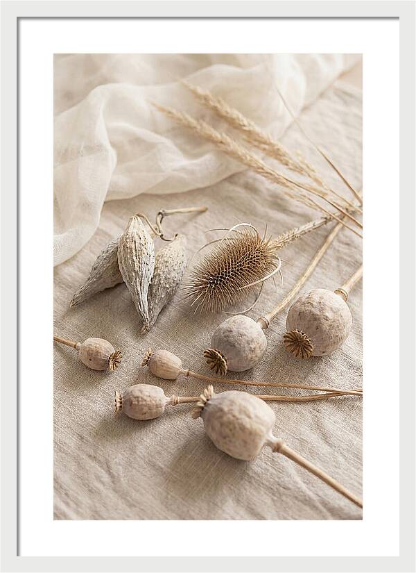 Autumn Seed Pod Collection