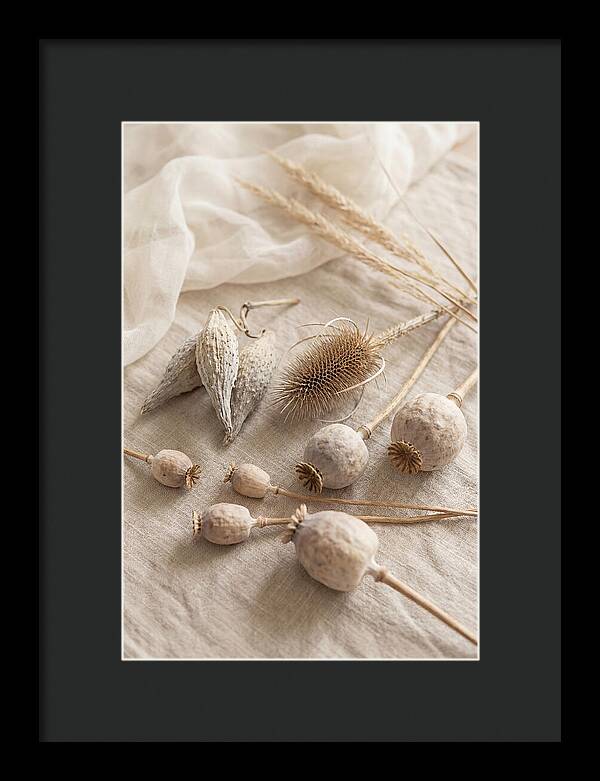 Autumn Seed Pod Collection