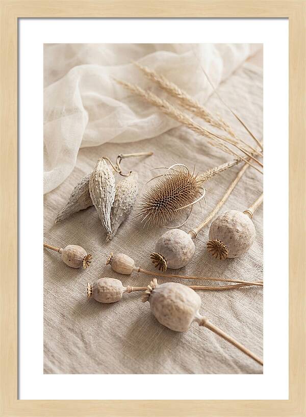 Autumn Seed Pod Collection