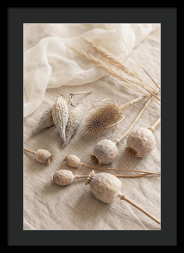 Autumn Seed Pod Collection
