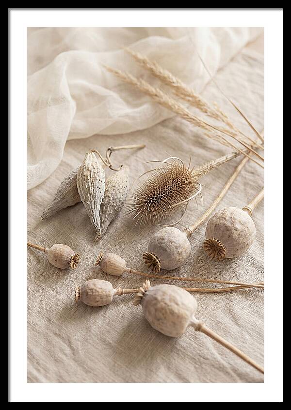 Autumn Seed Pod Collection