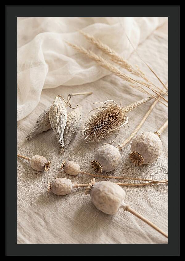 Autumn Seed Pod Collection
