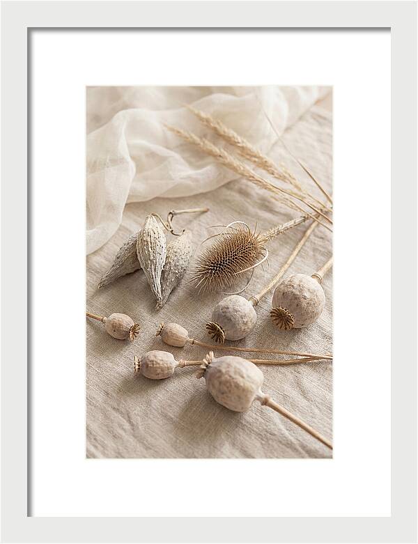 Autumn Seed Pod Collection