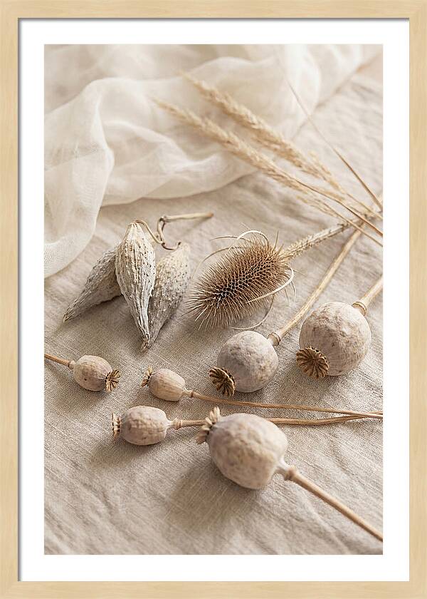 Autumn Seed Pod Collection
