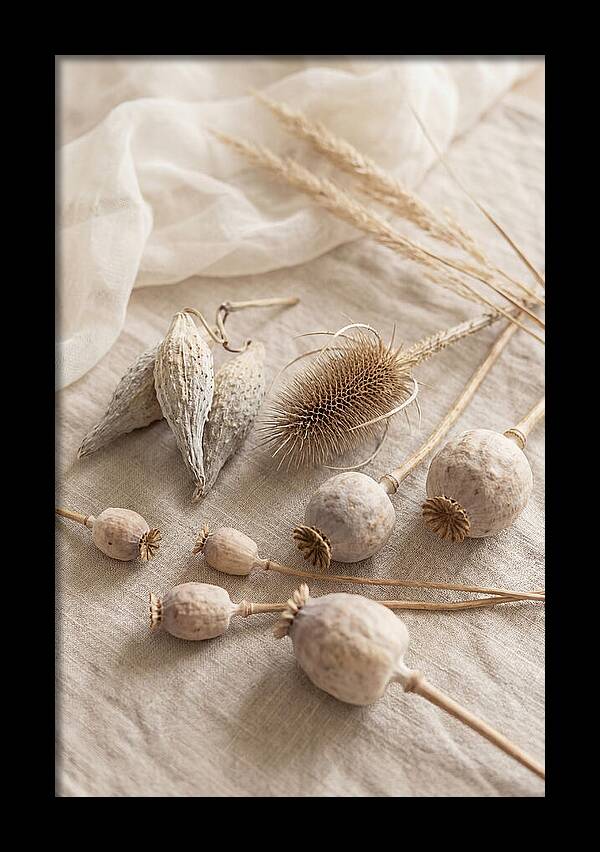 Autumn Seed Pod Collection