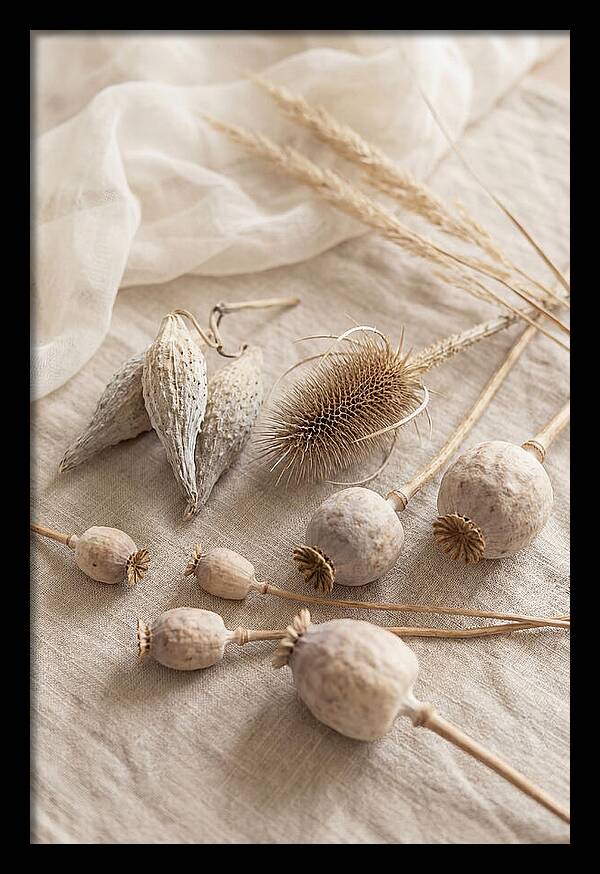 Autumn Seed Pod Collection