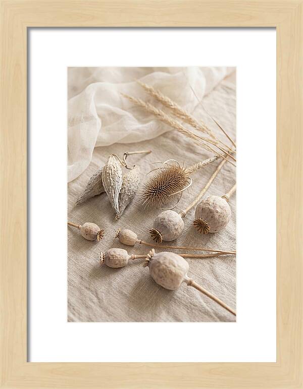 Autumn Seed Pod Collection