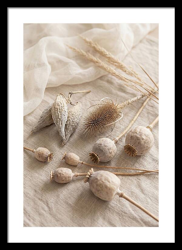 Autumn Seed Pod Collection