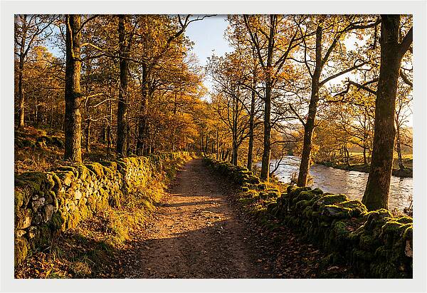 Autumn Serenity Along The Trail