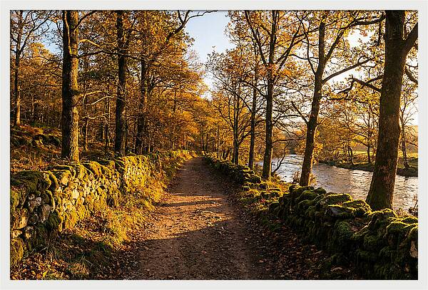 Autumn Serenity Along The Trail
