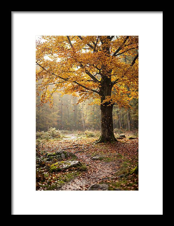 Autumn Serenity Beneath Maple Canopy
