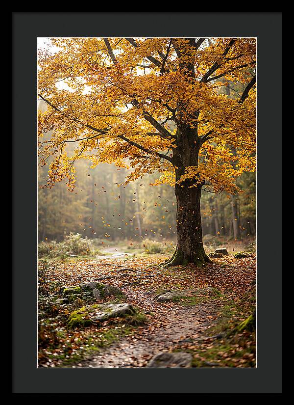 Autumn Serenity Beneath Maple Canopy