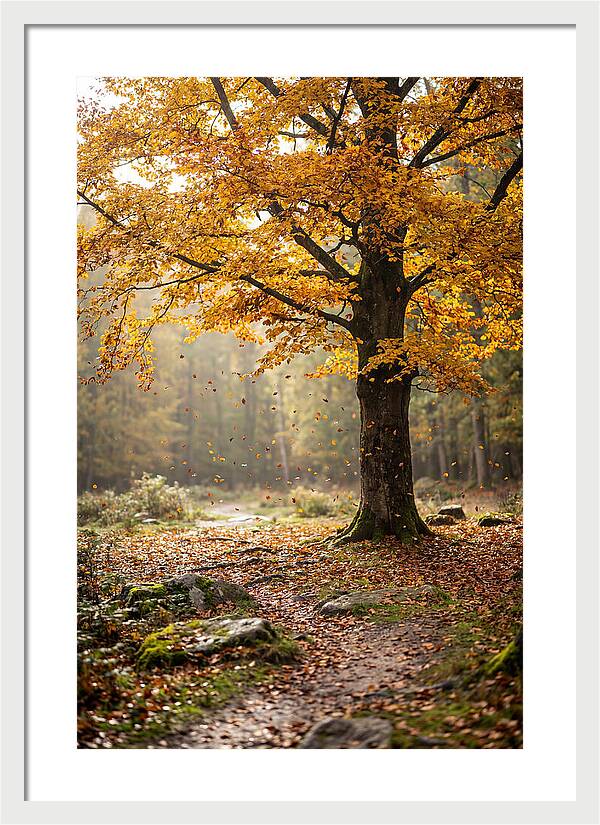 Autumn Serenity Beneath Maple Canopy