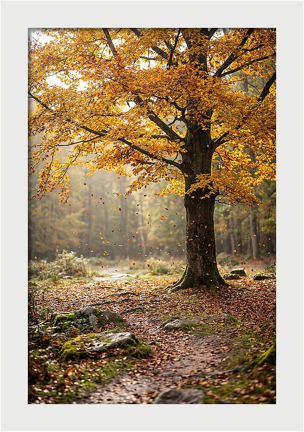 Autumn Serenity Beneath Maple Canopy