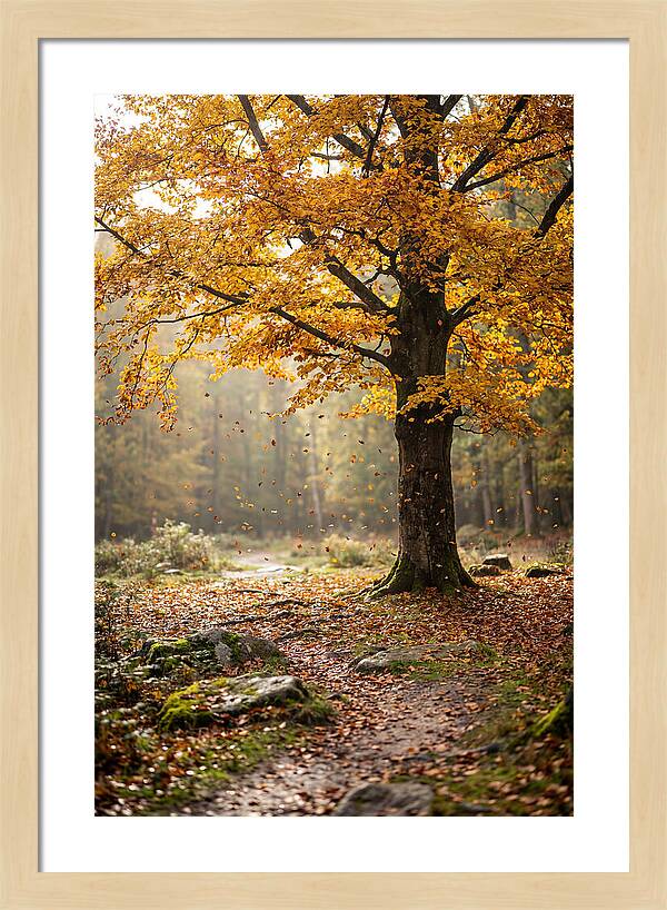 Autumn Serenity Beneath Maple Canopy