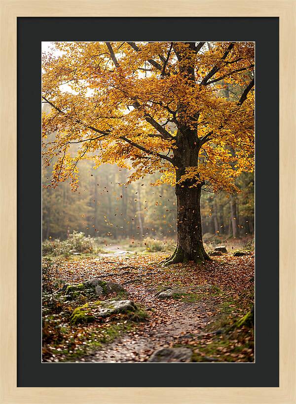 Autumn Serenity Beneath Maple Canopy