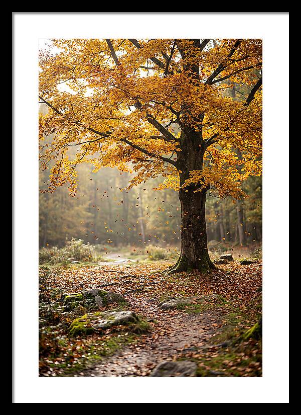 Autumn Serenity Beneath Maple Canopy