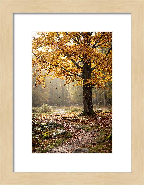 Autumn Serenity Beneath Maple Canopy