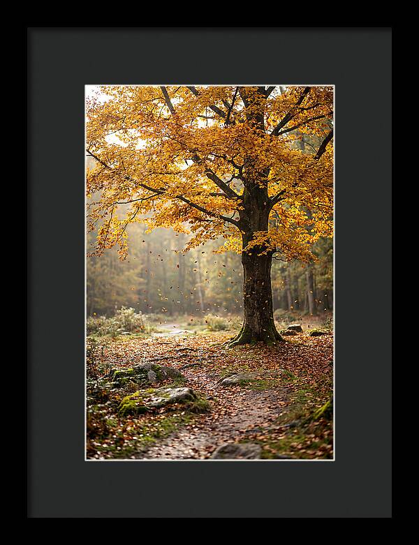 Autumn Serenity Beneath Maple Canopy