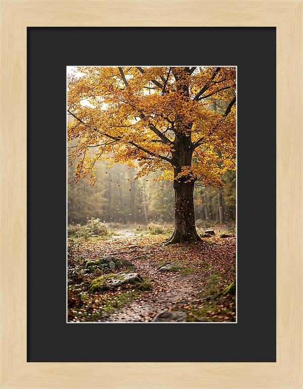Autumn Serenity Beneath Maple Canopy