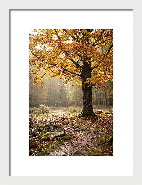Autumn Serenity Beneath Maple Canopy