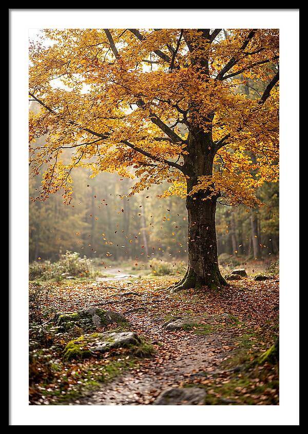 Maple Tree Art