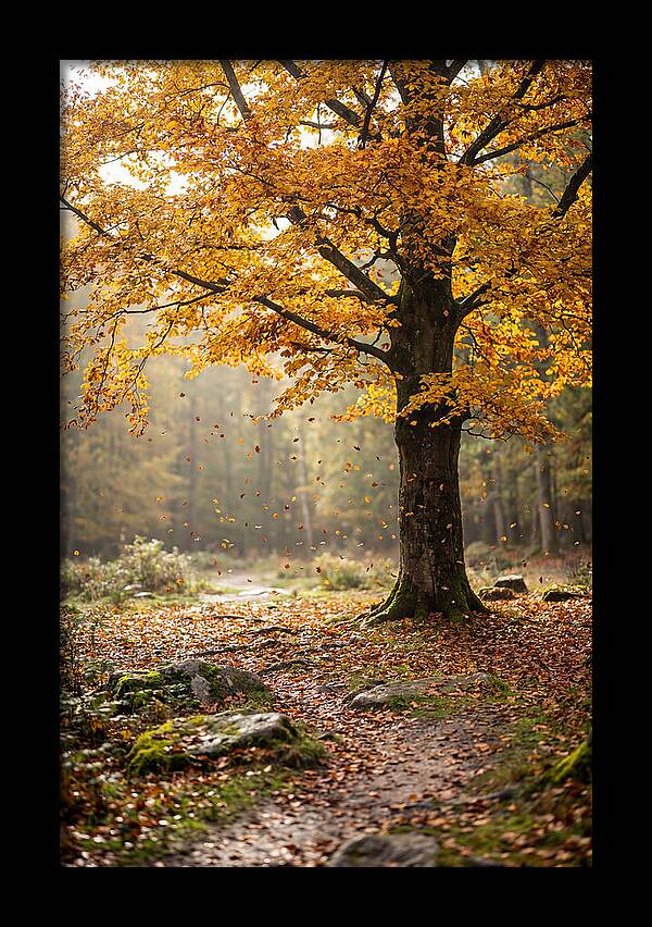Autumn Serenity Beneath Maple Canopy