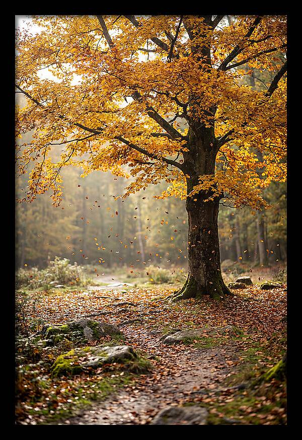 Autumn Serenity Beneath Maple Canopy