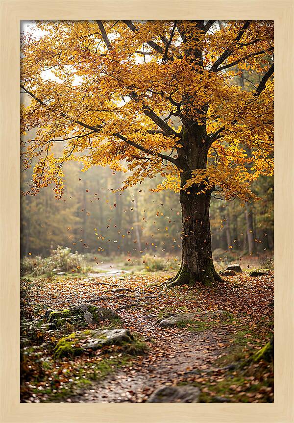 Autumn Serenity Beneath Maple Canopy