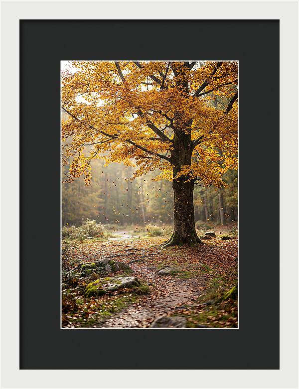 Autumn Serenity Beneath Maple Canopy