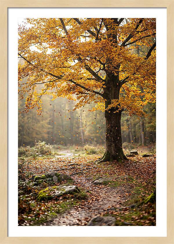 Autumn Serenity Beneath Maple Canopy