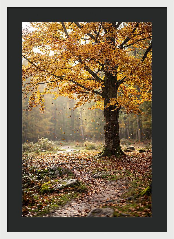 Autumn Serenity Beneath Maple Canopy