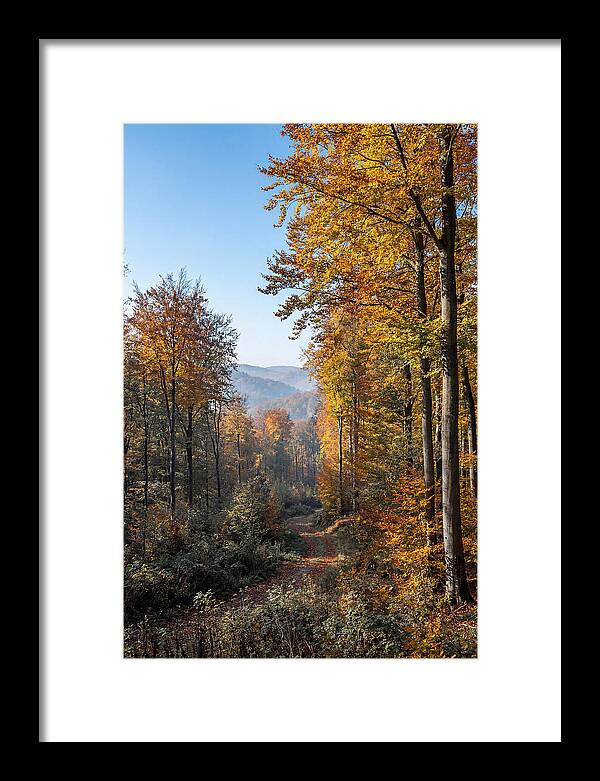 Autumn Serenity In Golden Hues