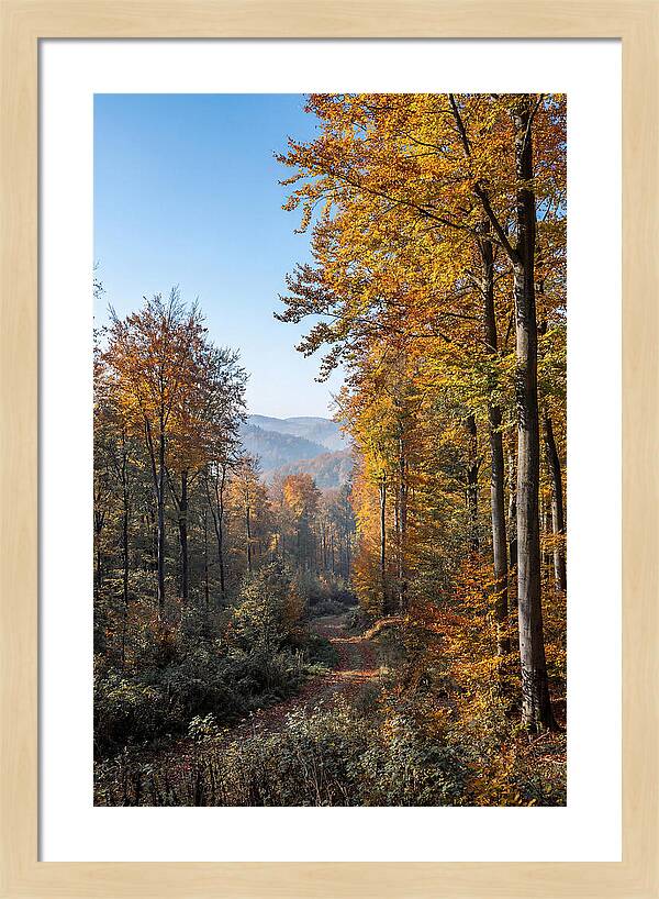 Autumn Serenity In Golden Hues