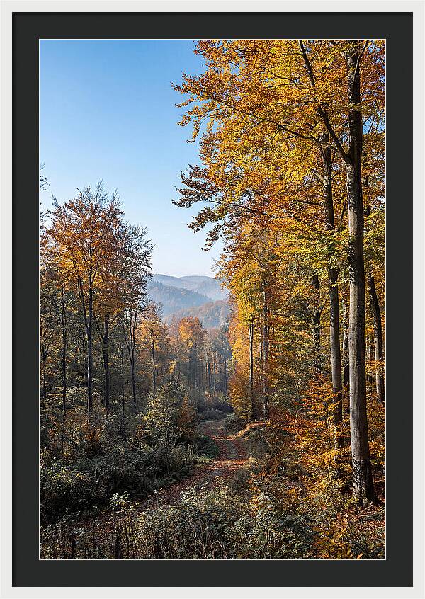Autumn Serenity In Golden Hues