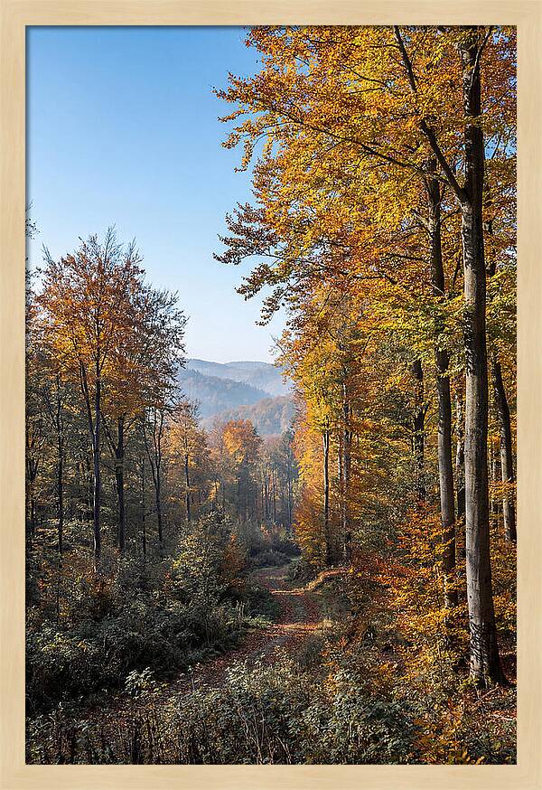 Autumn Serenity In Golden Hues