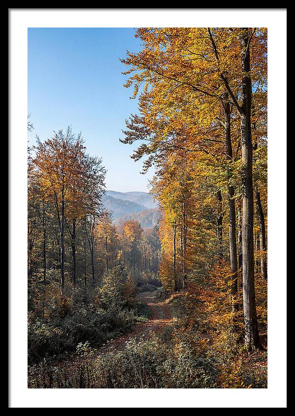 Autumn Serenity In Golden Hues