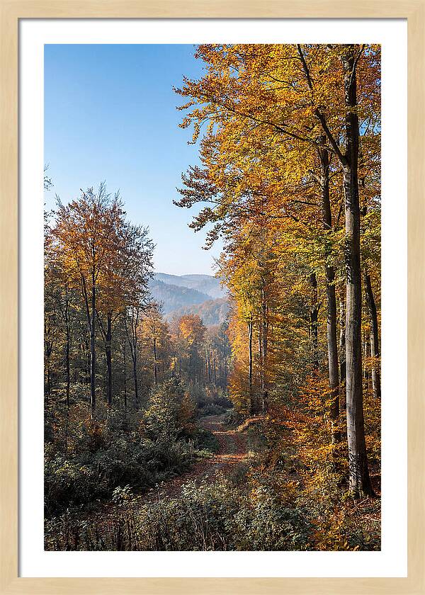 Autumn Serenity In Golden Hues