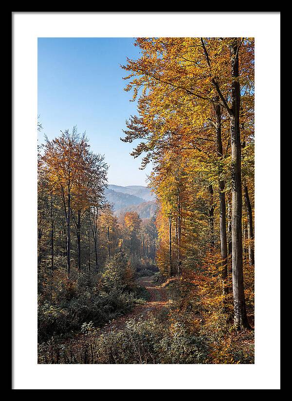 Autumn Serenity In Golden Hues