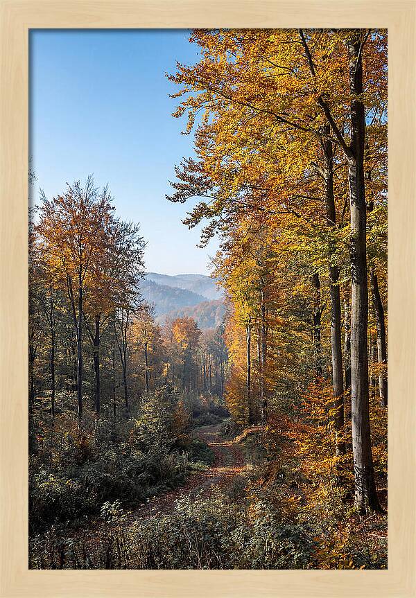 Autumn Serenity In Golden Hues