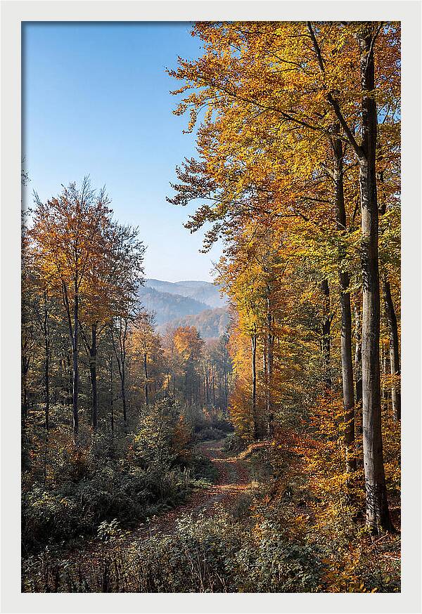 Autumn Serenity In Golden Hues