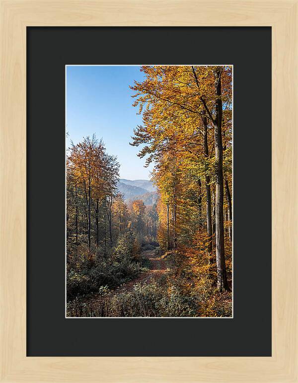 Autumn Serenity In Golden Hues